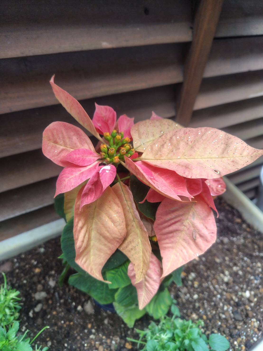 そういえば16周年を迎えてました